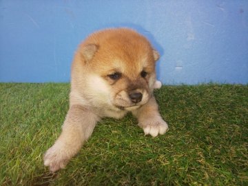 柴犬(豆柴)【福岡県・男の子・2020年9月30日・綺麗な赤豆柴の男の子です。】の写真「裏白がはっきりした赤豆柴です。」