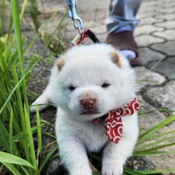 柴犬(豆柴)【福岡県・女の子・2024年7月26日・まんまる顔の白豆柴❗】の写真「まんまるで真っ白❗」