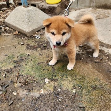 柴犬(豆柴)【福岡県・男の子・2023年7月21日・☺まんまる顔でコロコロの赤豆柴❗❗】の写真「🙆タヌキ顔でコロコロ良い顔をしています❗❗」