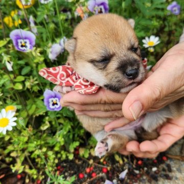 柴犬(豆柴)【福岡県・女の子・2024年4月7日・まんまる顔の赤豆柴❗】の写真「まんまる顔でコロコロ❗」