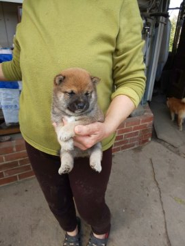 柴犬(豆柴)【福岡県・男の子・2020年2月18日・たぬき顔の、赤の男の子】の写真「たぬき顔で、成長につれ綺麗な赤になります。」