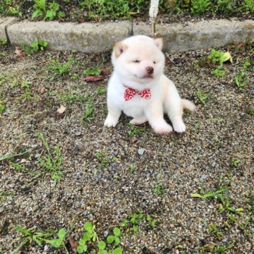 柴犬(豆柴)【福岡県・女の子・2023年7月15日・☺可愛い白豆柴❗】の写真「コロコロして可愛い❤️」