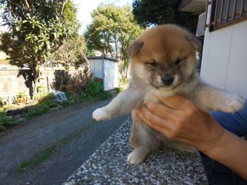 柴犬(豆柴)【福岡県・女の子・2020年10月2日・❤️たぬき顔した赤豆柴の女の子です】の写真「とても元気な女の子です。」