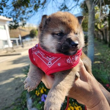 柴犬(豆柴)【福岡県・男の子・2023年1月27日・まんまる顔の赤豆柴❗❗】の写真「イケメンの赤豆柴です。❗」