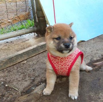 柴犬(豆柴)【福岡県・女の子・2022年10月4日・💓たぬき顔の、赤豆柴の女の子❗️】の写真「たぬき顔でコロコロしています。」