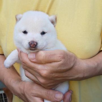 柴犬(豆柴)【福岡県・女の子・2022年7月25日・ふあふあ白毛の可愛い女の子❗️】の写真「ふあふあ白毛で小さいです。」