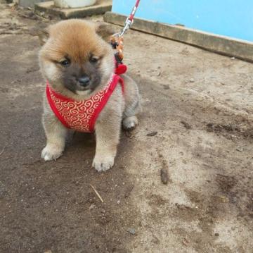 柴犬(豆柴)【福岡県・女の子・2022年10月6日・💓まんまる顔の赤豆柴❗️】の写真「まん丸顔でコロコロして可愛いです。❗️」