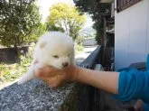 豆柴【福岡県・男の子・2023年7月7日・白豆柴の男の子】の写真3