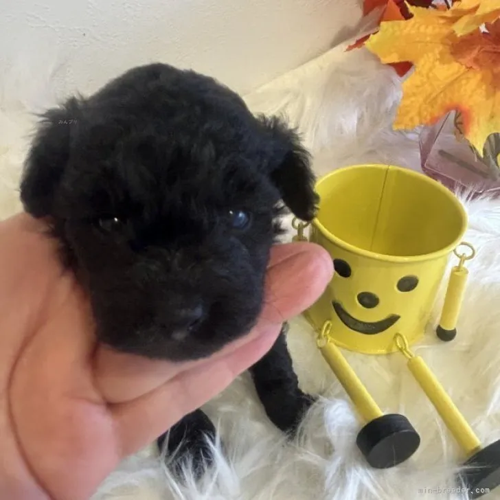 うーちゃんママ 様のお迎えした子犬