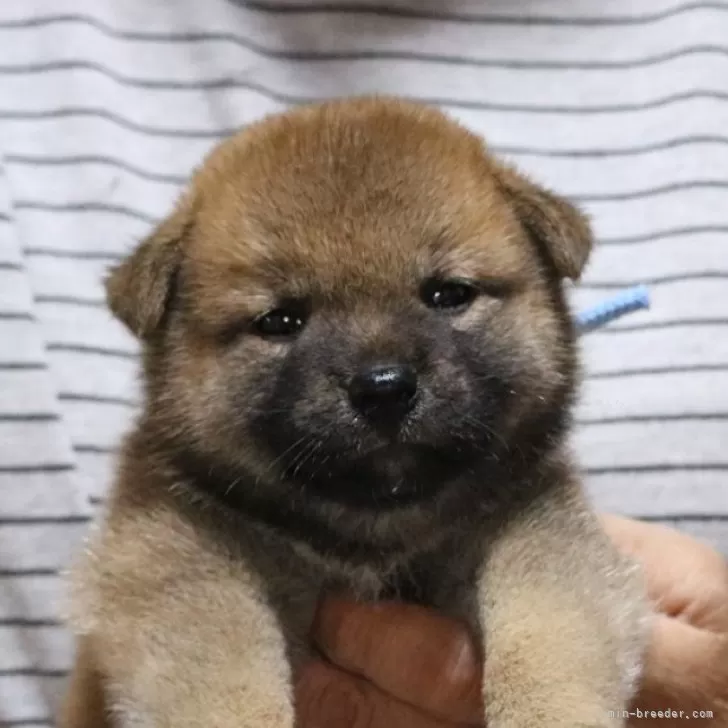 柴犬(標準サイズ)【静岡県・男の子・2024年8月5日・赤毛】の写真1