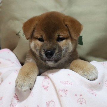 柴犬(標準サイズ)【静岡県・男の子・2024年5月5日・赤毛】の写真「ムッチリとした元気で可愛い子です」