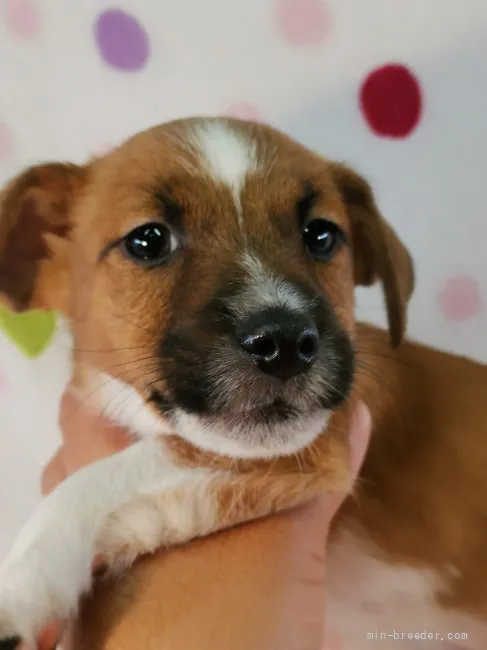 ねいろ 様のお迎えした子犬