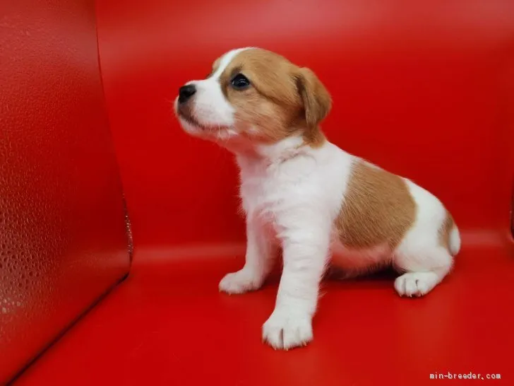 maboo 様のお迎えした子犬