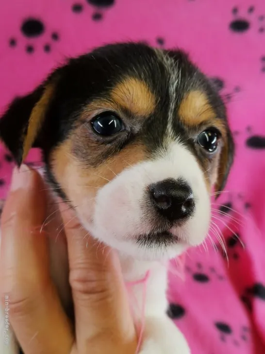 ココマルコ 様のお迎えした子犬