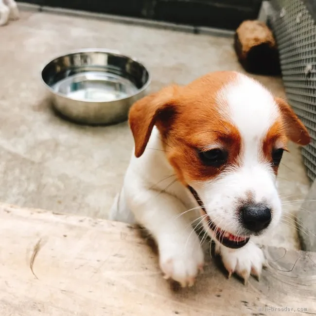 ふみ 様のお迎えした子犬