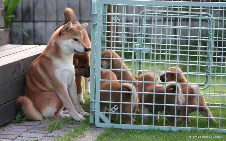 中元　恵子(なかもと　けいこ)ブリーダー(愛知県・柴犬・日本犬保存会登録)の紹介写真10