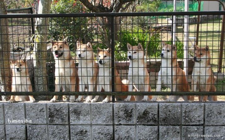 我が家の愛犬隊｜中元　恵子(なかもと　けいこ)ブリーダー(愛知県・柴犬・日本犬保存会登録)の紹介写真1