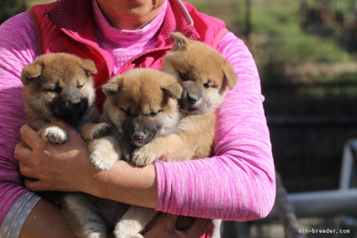 中元　恵子(なかもと　けいこ)ブリーダー(愛知県・柴犬・日本犬保存会登録)の紹介写真4