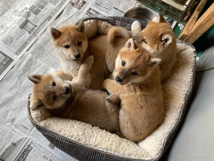 子犬は家の中で暮らします。｜中元　恵子(なかもと　けいこ)ブリーダー(愛知県・柴犬・日本犬保存会登録)の紹介写真6