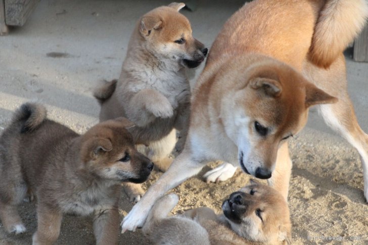 中元　恵子(なかもと　けいこ)ブリーダー(愛知県・柴犬・日本犬保存会登録)の紹介写真8