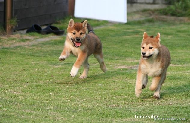 中元　恵子(なかもと　けいこ)ブリーダー(愛知県・柴犬・日本犬保存会登録)の紹介写真9