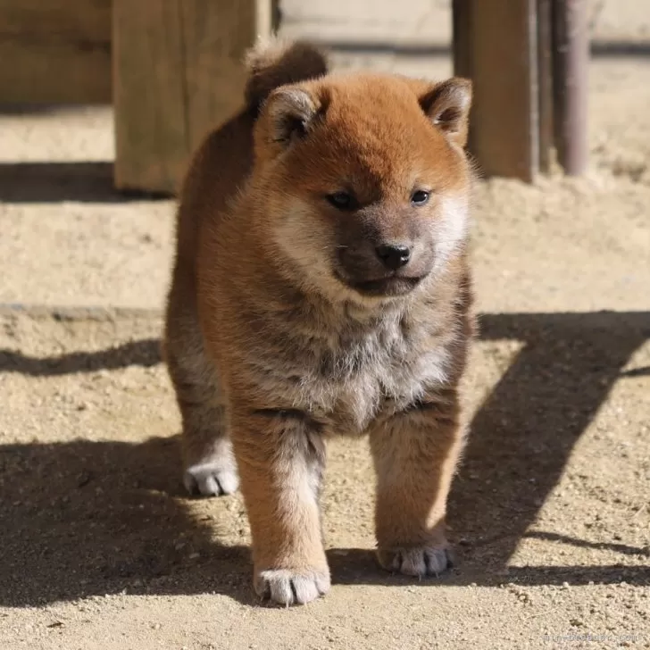 Y.S 様のお迎えした子犬