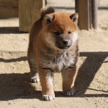 柴犬(標準サイズ)【愛知県・男の子・2024年12月20日・赤】の写真「落ち着いた子ですが元気で食いしん坊です。」