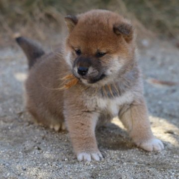 柴犬(標準サイズ)【愛知県・女の子・2024年12月23日・赤】の写真「小ぶりですが元気でかわいいです」