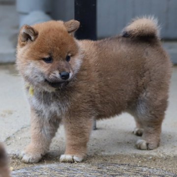 柴犬(標準サイズ)【愛知県・男の子・2024年12月23日・赤】の写真「ちょっと小ぶりで、おとなしい（いまのとこ）です。」