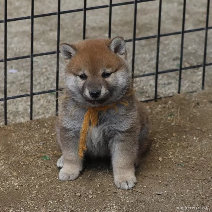 Y.K 様のお迎えした子犬