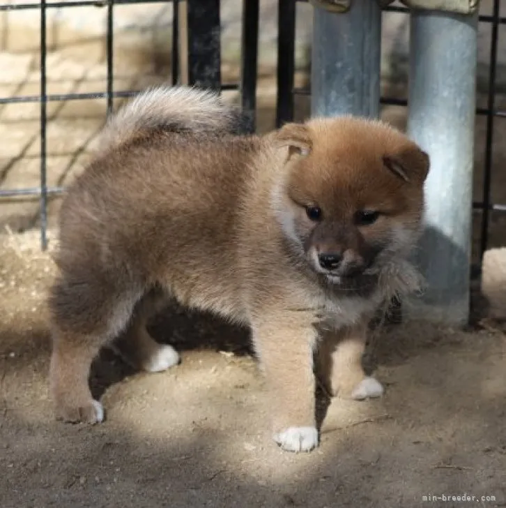 柴犬(標準サイズ)【愛知県・女の子・2023年10月4日・赤】の写真1「１１/１１撮影」