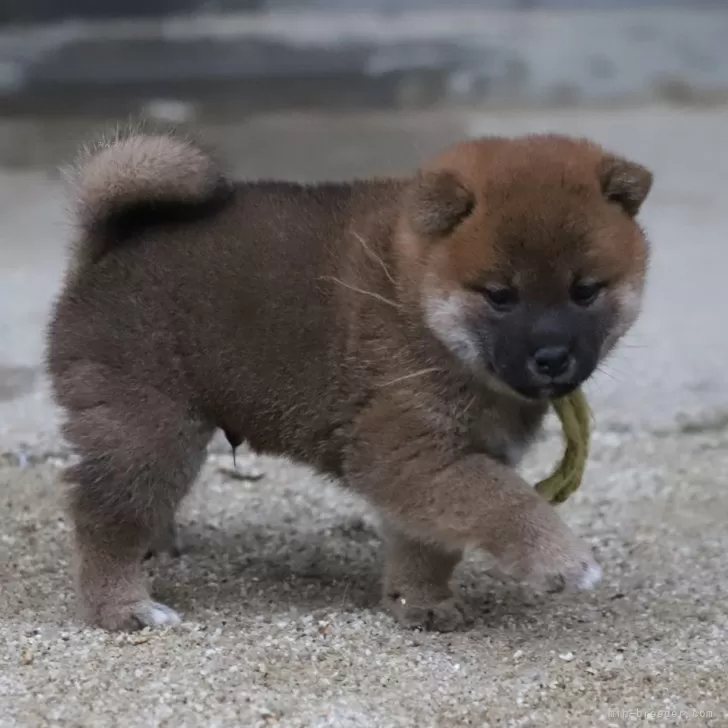 S.S 様のお迎えした子犬