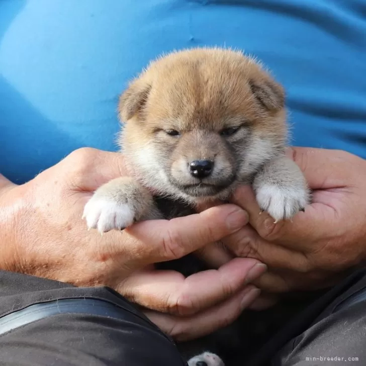 柴犬(標準サイズ)【愛知県・女の子・2024年6月13日・赤】の写真1「生まれた時から小さくて心配しましたが、元気です。離乳食も順調です。」