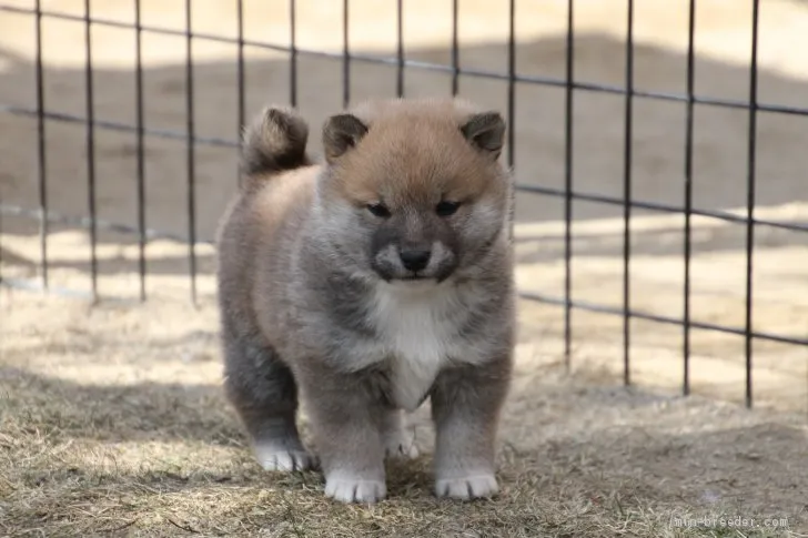 柴犬(標準サイズ)【愛知県・男の子・2020年12月6日・赤】の写真1「１/10撮影」