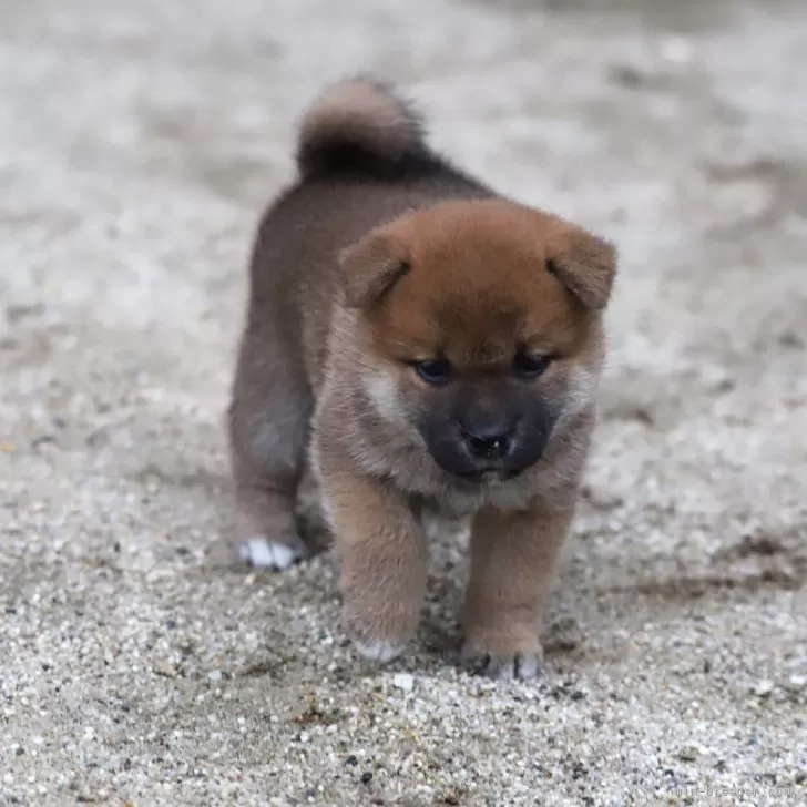 柴犬(標準サイズ)【愛知県・男の子・2024年5月30日・赤】の写真1「黒マスクは徐々に取れてきます。元気な明るい性格です。」