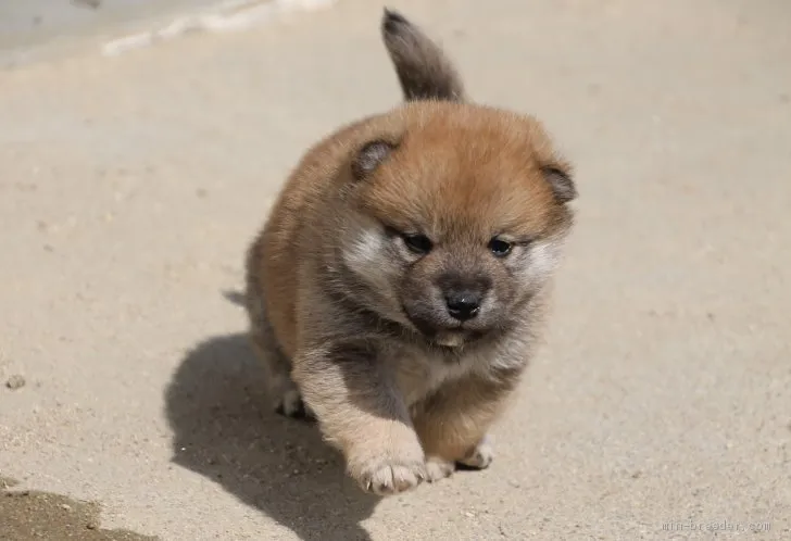 柴犬(標準サイズ)【愛知県・男の子・2020年2月24日・赤】の写真1「３月１９日撮影、」