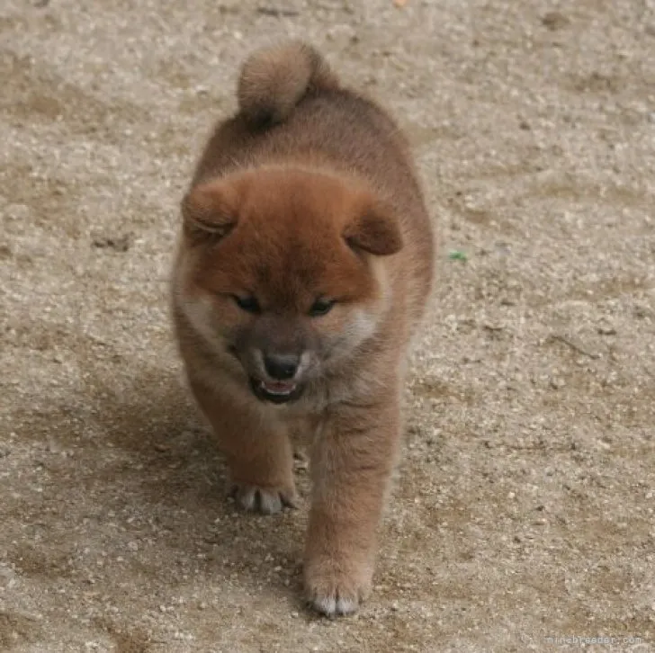 柴犬(標準サイズ)【愛知県・男の子・2023年2月26日・赤】の写真1「４/５撮影」