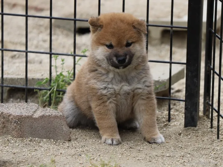 柴犬(標準サイズ)【愛知県・男の子・2022年3月11日・赤】の写真1