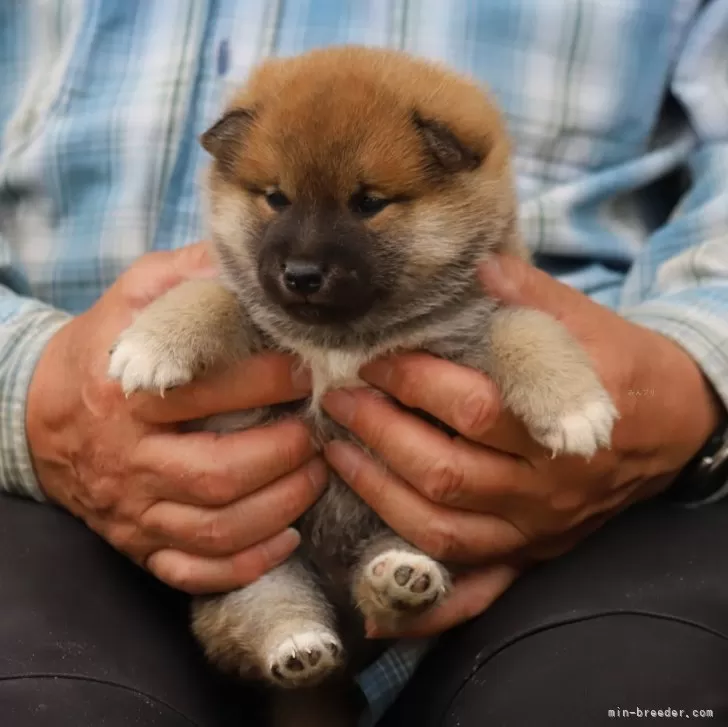 風見鶏 様のお迎えした子犬