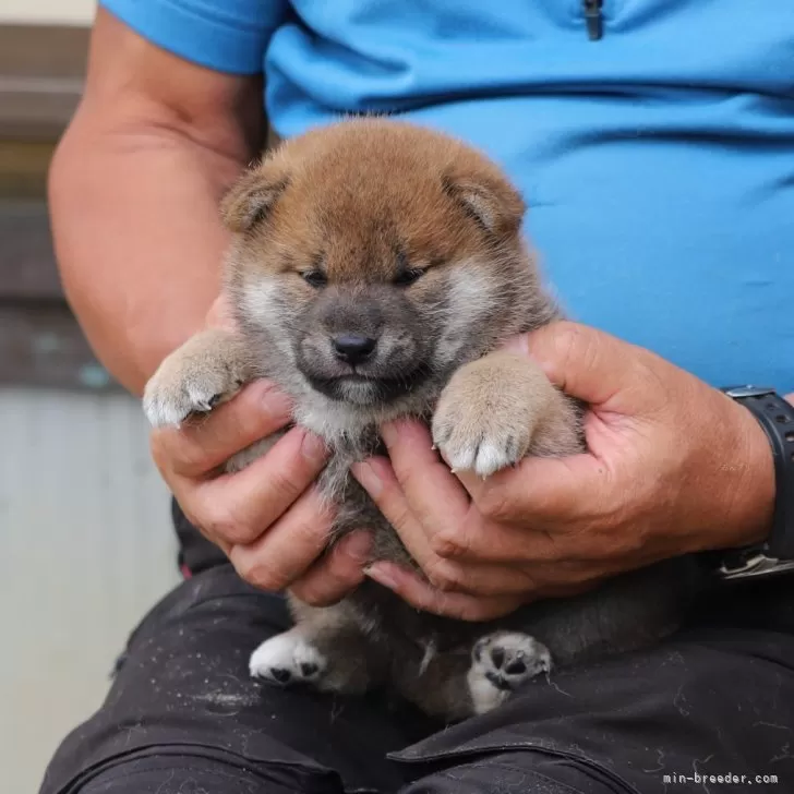 N.M 様のお迎えした子犬