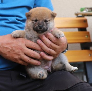 柴犬(標準サイズ)【愛知県・女の子・2023年6月15日・赤】の写真「ちょっとおっとりさんですが、育てやすい子と思います」