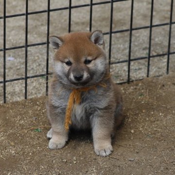 柴犬(標準サイズ)【愛知県・女の子・2024年3月3日・赤】の写真「しっかりしたお顔の子です。綺麗な赤になると思います」