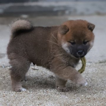 柴犬(標準サイズ)【愛知県・男の子・2024年5月30日・赤】の写真「色の濃い赤の子になると思います」