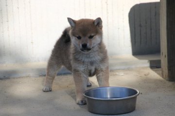 柴犬(標準サイズ)【愛知県・女の子・2019年11月8日・赤】の写真「小さくてかわいいです、素敵なお顔になると思います。」