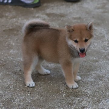 柴犬(標準サイズ)【愛知県・女の子・2023年8月4日・赤】の写真「しっかりしたおとなしい子です。かわいいです。」