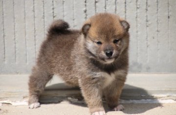 柴犬(標準サイズ)【愛知県・男の子・2020年3月8日・赤】の写真「かなり小さいのですが元気です。かわいいお顔になると」