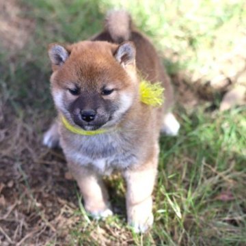 柴犬(標準サイズ)【愛知県・女の子・2023年10月4日・赤】の写真「小降りで元気な甘えん坊です」