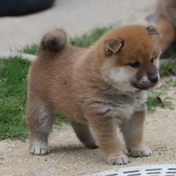 柴犬(標準サイズ)【愛知県・男の子・2022年5月4日・赤】の写真「タヌキ顔のおっとりさんです。」