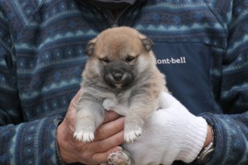 柴犬(標準サイズ)【愛知県・男の子・2021年2月8日・赤】の写真「今のところ、おっとりしています。綺麗な色になると思」