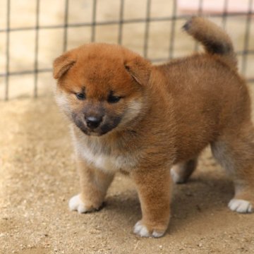 柴犬(標準サイズ)【愛知県・男の子・2024年5月24日・赤】の写真「綺麗な雄で、大きいです。」